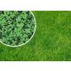  Ziergras, für trockene Bereiche, für schattige Bereiche, Garten, Weide Granum 800 m² 1 kg