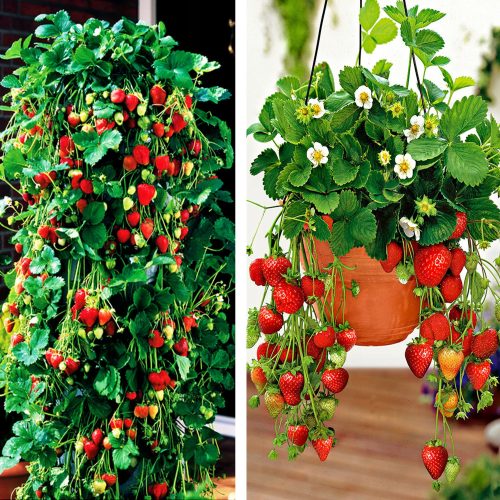  Walderdbeeren und Erdbeeren KLETTERERDBEERE HÄNGENDE REPEAT-FRÜCHTUNG 10 STÜCK ERDBEERSAMEN A+ GROSSE SÜßFRÜCHTE wurzelnackter Sämling 15-30 cm