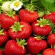  Walderdbeeren und Erdbeeren POLKA ERDBEERE EXTREM SÜß UND RIESIGE FRÜCHTE 10 FRIGO A ERDBEERSAMEN 15-30 cm
