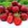  Walderdbeeren und Erdbeeren HONEOYE ERDBEERE SEHR FRÜH 10 STÜCK ERDBEERSAMEN DESSERT AROMATISCH wurzelnackter Sämling 15-30 cm