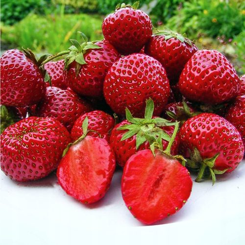  Walderdbeeren und Erdbeeren HONEOYE ERDBEERE SEHR FRÜH 10 STÜCK ERDBEERSAMEN DESSERT AROMATISCH wurzelnackter Sämling 15-30 cm