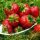  Walderdbeeren und Erdbeeren ERDBEERE SENGA SENGANA DIE SÜßSTE SORTE FÜR SÄFTE, MARMELADE UND DESSERTS 10 ERDBEERSAMEN wurzelnackter Sämling 15-30 cm