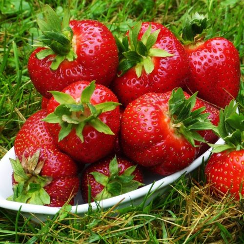  Walderdbeeren und Erdbeeren ERDBEERE SENGA SENGANA DIE SÜßSTE SORTE FÜR SÄFTE, MARMELADE UND DESSERTS 10 ERDBEERSAMEN wurzelnackter Sämling 15-30 cm