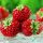  Walderdbeeren und Erdbeeren HIMBEERE FRAMBEER ERDBEERE 10 SAMEN KÖSTLICH UND SEHR SÜß wurzelnackter Sämling 10-20 cm