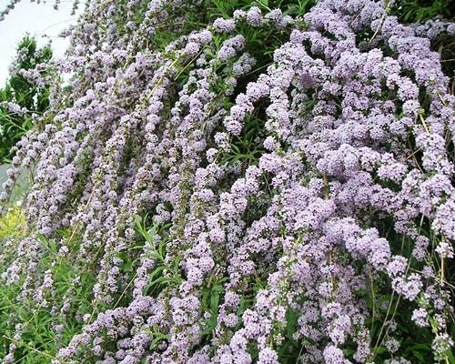  TWISTED LEAF BUDDLJA EINZIGARTIGE PBR Buddleja alternifolia SAMEN P9