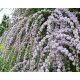  TWISTED LEAF BUDDLJA EINZIGARTIGE PBR Buddleja alternifolia SAMEN P9