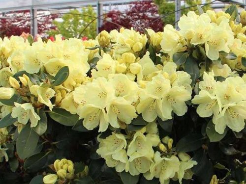  GOLDKRONE Rhododendron // Zwerg, niedrige Sorte