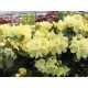  GOLDKRONE Rhododendron // Zwerg, niedrige Sorte