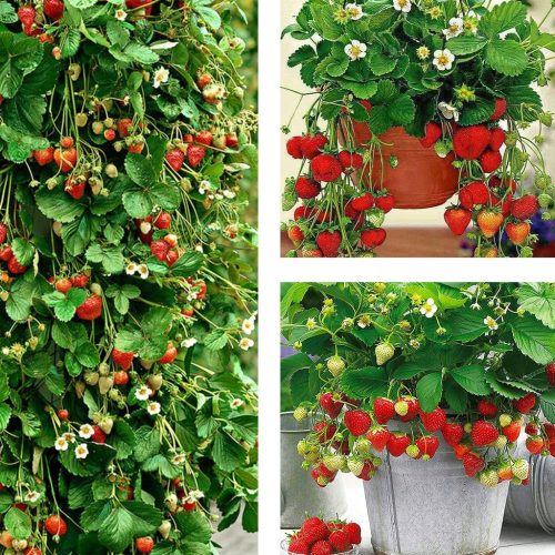  Walderdbeeren und Erdbeeren KLETTERERDBEERE HÄNGENDE WIEDERHOLUNG FRÜCHTEN GROSSE SÜßE FRÜCHTE A+ ERDBEERSAMEN 10 STÜCK Sämling mit nackter Wurzel 15–30 cm