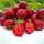  Walderdbeeren und Erdbeeren HONEOYE STRAWBERRY VERY EARLY DESSERT 10 STK. FRIGO ERDBEERSAMEN KLASSE A wurzelnackter Sämling 15-30 cm