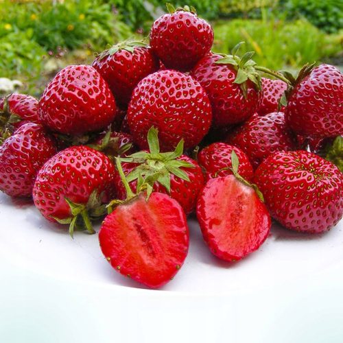  Walderdbeeren und Erdbeeren HONEOYE STRAWBERRY VERY EARLY DESSERT 10 STK. FRIGO ERDBEERSAMEN KLASSE A wurzelnackter Sämling 15-30 cm