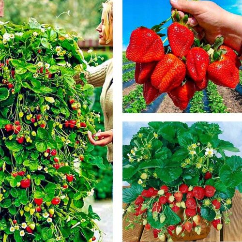 Walderdbeeren und Erdbeeren ERDBEERE ALBION KLETTERN HÄNGEND WIEDERHOLEN FRÜCHTEN 10 STÜCK ERDBEERSAMEN wurzelnackter Sämling 15-30 cm