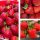  Walderdbeeren und Erdbeeren SAN ANDREAS ERDBEERE WIEDERHOLEN FRÜCHTEN KLETTERN HÄNGEND GROSSE FRUCHTSAMEN 10 STÜCK. wurzelnackter Sämling 15-30 cm