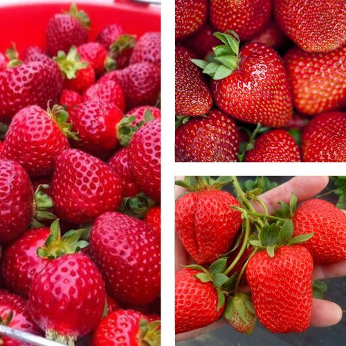  Walderdbeeren und Erdbeeren SAN ANDREAS ERDBEERE WIEDERHOLEN FRÜCHTEN KLETTERN HÄNGEND GROSSE FRUCHTSAMEN 10 STÜCK. wurzelnackter Sämling 15-30 cm