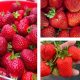  Walderdbeeren und Erdbeeren SAN ANDREAS ERDBEERE WIEDERHOLEN FRÜCHTEN KLETTERN HÄNGEND GROSSE FRUCHTSAMEN 10 STÜCK. wurzelnackter Sämling 15-30 cm