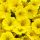  Petunien Supertunia Mini Vista Gelb