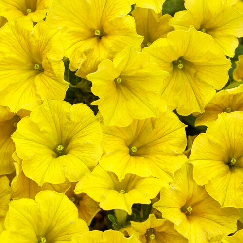  Petunien Supertunia Mini Vista Gelb