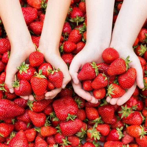  Walderdbeeren und Erdbeeren ERDBEERE SENGA SENGANA 10 STÜCK DIE SÜßSTE SORTE FÜR MARMELADE UND SAFT ERDBEERSAMEN wurzelnackter Sämling 15-30 cm