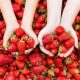  Walderdbeeren und Erdbeeren ERDBEERE SENGA SENGANA 10 STÜCK DIE SÜßSTE SORTE FÜR MARMELADE UND SAFT ERDBEERSAMEN wurzelnackter Sämling 15-30 cm