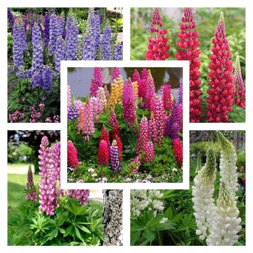  Ein Satz DAUERHAFTER LUPINENSAMEN-SAMMLUNG mit 5 Sorten