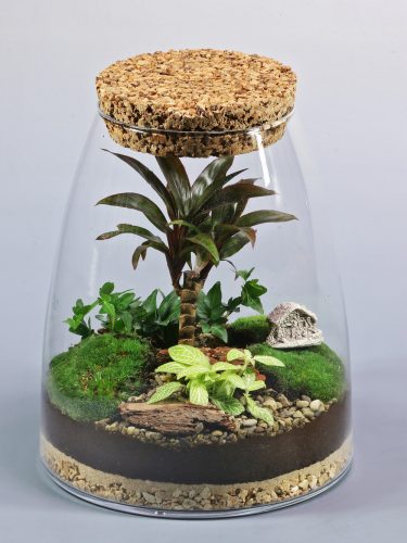 Wald im Glas Wald im Glas, fertige Komposition, Münze, Pilea,