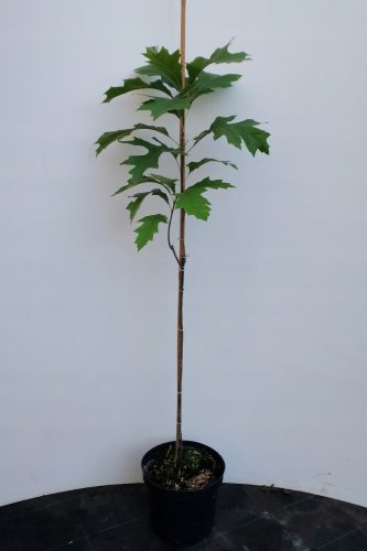  SCHLAMMEICHE 'GREEN PILLAR' säulenförmig 60-80cm C4