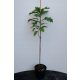  SCHLAMMEICHE 'GREEN PILLAR' säulenförmig 60-80cm C4