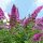  Buddleia ON THE TRUNK rosa PINK DELIGHT Setzlinge – eine Rarität mit einzigartiger Farbe