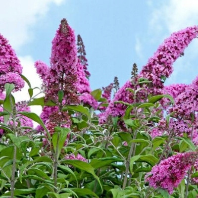  Buddleia ON THE TRUNK rosa PINK DELIGHT Setzlinge – eine Rarität mit einzigartiger Farbe