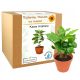 Coole, lustige Gadgets ARABICA COFFEE Kaffeebaum Geschenk zum Opatag, Oma, bester Opa