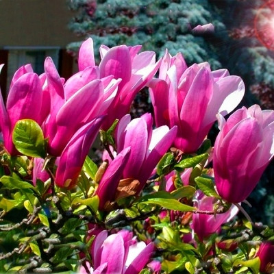  Magnolia soulangeana SUSAN rosa und lila