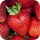  Walderdbeeren und Florenzerdbeeren, Sämling mit nackten Wurzeln, 10-30 cm