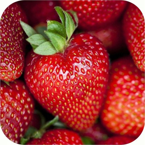  Walderdbeeren und Florenzerdbeeren, Sämling mit nackten Wurzeln, 10-30 cm