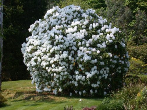  Weiße Rhododendron- und Azaleensämlinge im 0,5-1l-Behälter, 30-40 cm