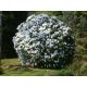  Weiße Rhododendron- und Azaleensämlinge im 0,5-1l-Behälter, 30-40 cm