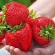  El GIGANT Walderdbeeren und Erdbeeren, wurzelnackter Sämling, 10-30 cm