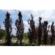  Säulenbuche Dawyck Purple 60-80cm C2