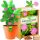  Mimosa Bashful Pflanzenzuchtset MIMOSA PUDICA XL Samen
