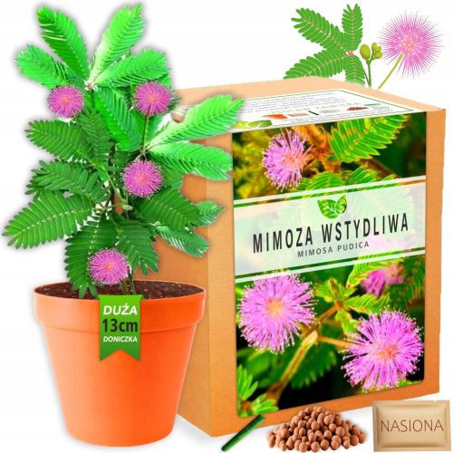  Mimosa Bashful Pflanzenzuchtset MIMOSA PUDICA XL Samen