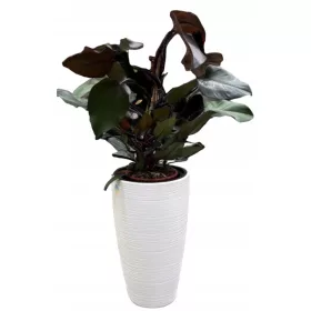    Form-Plastic Blumentopf 38,5 cm x 38,5 x 58 cm Durchmesser 38,5 cm Kunststoff weiß