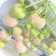  Walderdbeeren und Erdbeeren WEISSE ANANAS ERDBEERE sehr leckere Früchte ERDBEERSAMEN 10 STK Sämling mit nackter Wurzel 5-20 cm
