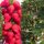  Walderdbeeren und Erdbeeren Erdbeer-Selva DIE SÜßESTEN KLETTER-HÄNGENDE WIEDERHOLENDE GROSSE SÄMEN 10 Stück wurzelnackter Sämling 5-10 cm