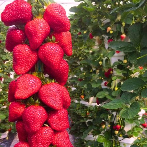  Walderdbeeren und Erdbeeren Erdbeer-Selva DIE SÜßESTEN KLETTER-HÄNGENDE WIEDERHOLENDE GROSSE SÄMEN 10 Stück wurzelnackter Sämling 5-10 cm