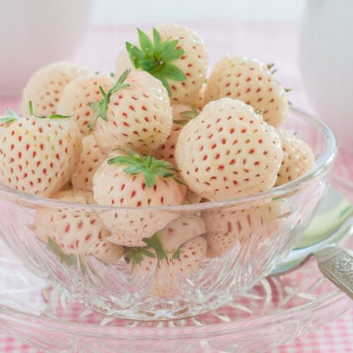  Walderdbeeren und Erdbeeren Weiße Erdbeere Ananas FRIGO 10 Stück, Sämling mit nackter Wurzel 5-10 cm