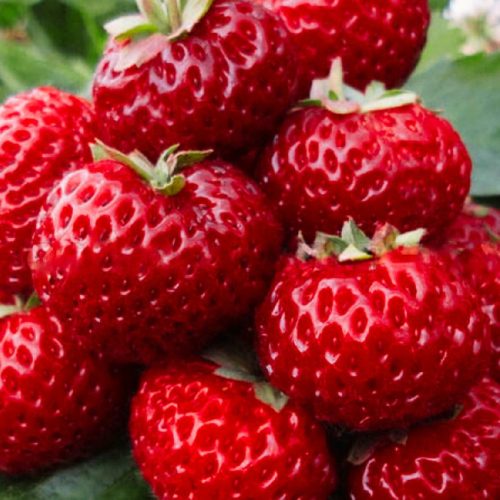 Walderdbeeren und Erdbeeren Himbeere Erdbeere FRIGO 10 Stück, Sämling mit nackter Wurzel 5-10 cm