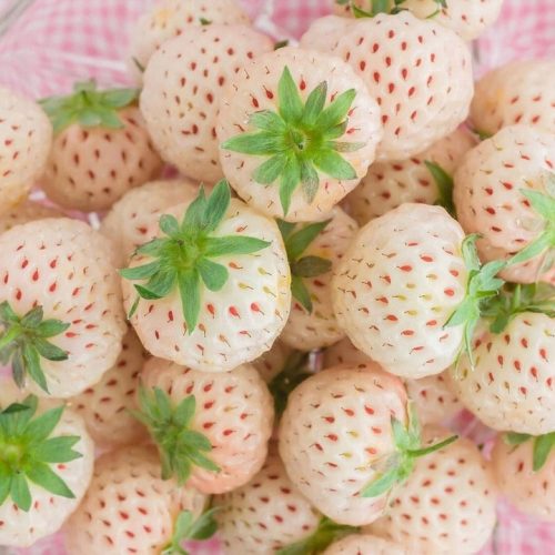  Walderdbeeren und Erdbeeren WEISSE ANANAS-ERDBEERE PINEBERRY SEHR SÜßE FRIGO-ERDBEERSAMEN 10 STÜCK KLASSE A Sämling mit nackter Wurzel 15-30 cm