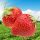  Walderdbeeren und Erdbeeren POLKA ERDBEERE 10 STÜCK EXTREM SÜSSE UND RIESIGE FRUCHT-ERDBEERSAMEN FRIGO-KLASSE Ein wurzelnackter Sämling 15-30 cm