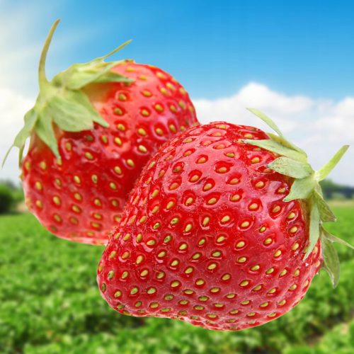  Walderdbeeren und Erdbeeren POLKA ERDBEERE 10 STÜCK EXTREM SÜSSE UND RIESIGE FRUCHT-ERDBEERSAMEN FRIGO-KLASSE Ein wurzelnackter Sämling 15-30 cm
