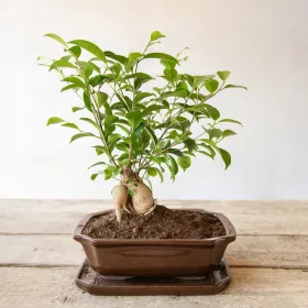    Esschert Design Blumentopf 20,8 cm x 14,8 x 5,6 cm Keramik in Braun- und Beigetönen
