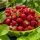  Walderdbeeren und Erdbeeren PORTOLA-ERDBEERE DAS GANZE JAHR WIEDERHOLTE FRÜCHTE EXTREM SCHMECKENDE FRÜCHTE ERDBEERSAMEN 10 STK. wurzelnackter Sämling 15-30 cm